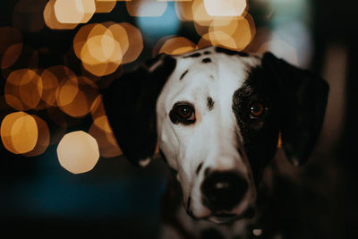 Close-up portrait of a dog