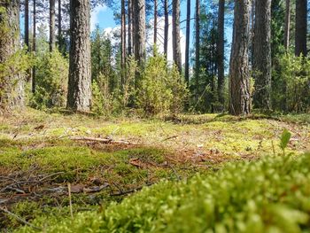 Trees in forest