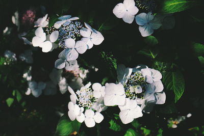 Close-up of white flowers