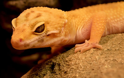 Close-up of lizard on rock