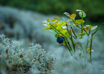 Close-up of flowering blueberry plant on moss