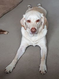 Close-up portrait of dog