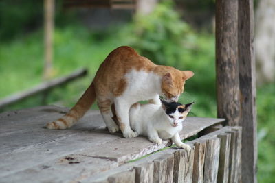 Cat lying on wood