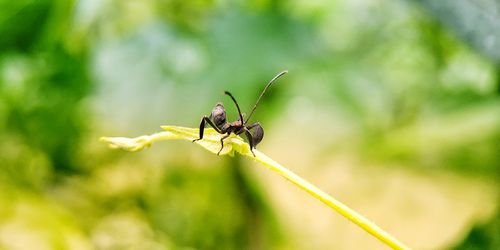 Close-up of ant on plant