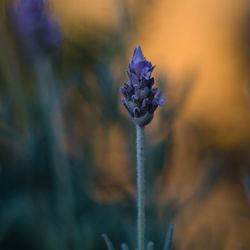 Close-up of lavender plant