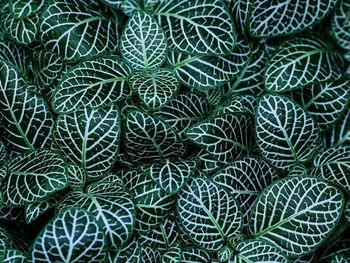 Full frame shot of green leaves