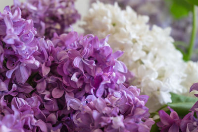 Close-up of purple flowers