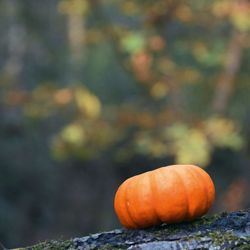 Close-up of pumpkin on field during autumn