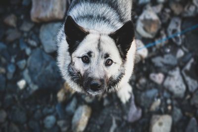 High angle portrait of dog standing on rocks