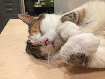 Close-up of cat sleeping
