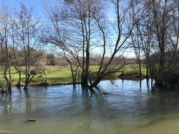 Scenic view of lake in forest against sky
