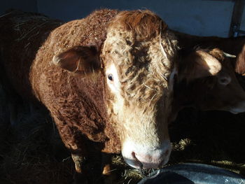 Close-up of cow at barn