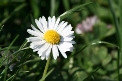 Close-up of white flower blooming outdoors