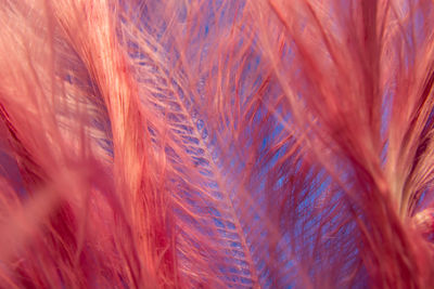 Full frame shot of feather