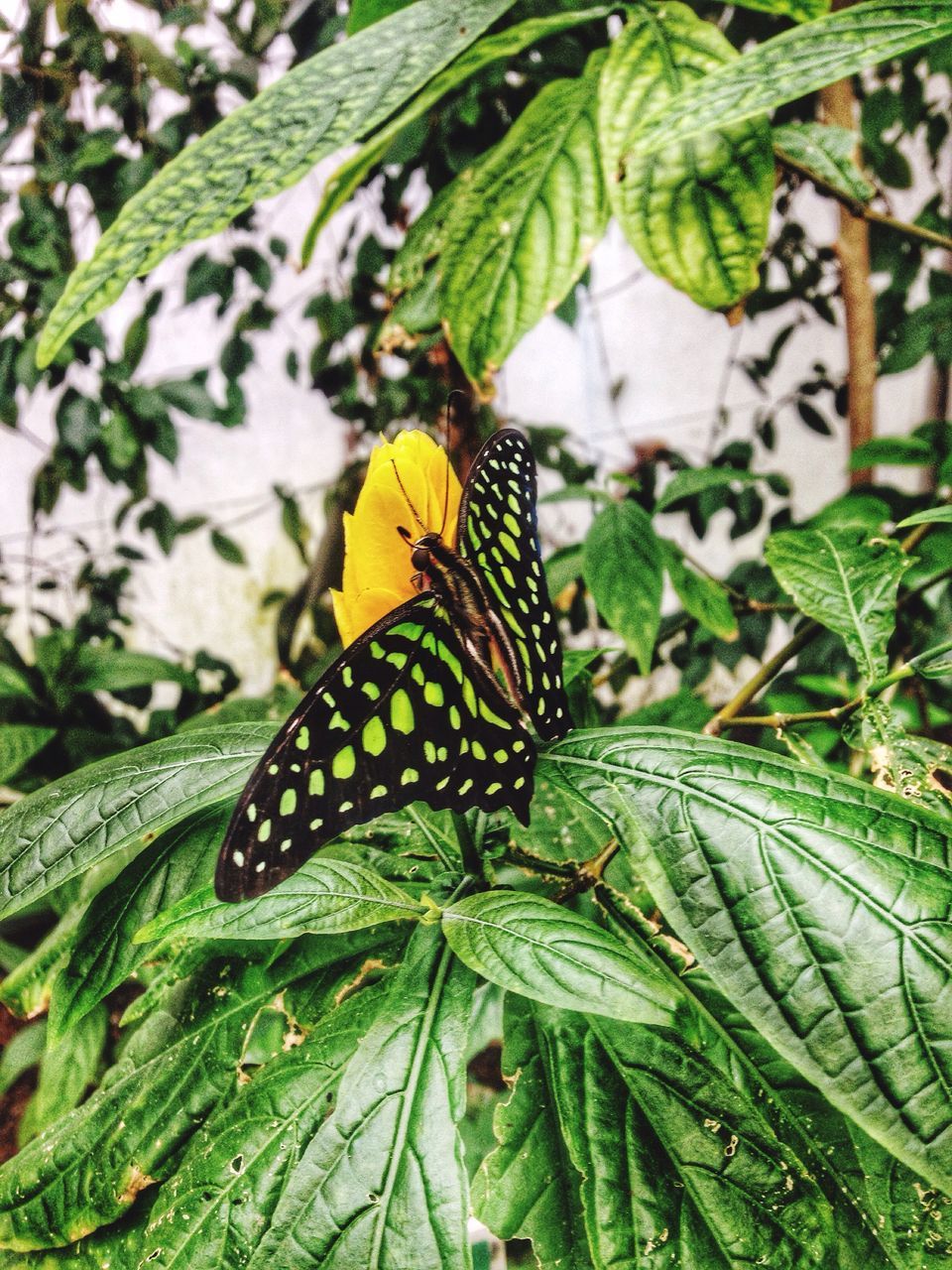 animals in the wild, one animal, animal themes, wildlife, insect, butterfly - insect, leaf, animal markings, butterfly, plant, green color, close-up, natural pattern, nature, beauty in nature, growth, focus on foreground, animal wing, outdoors, day
