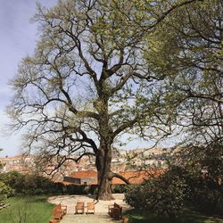 Trees growing against sky