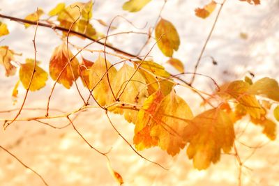 Close-up of autumn leaves on tree