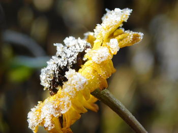 Close-up of yellow flowering plant