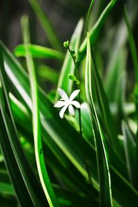 Close-up of white flowering plant
