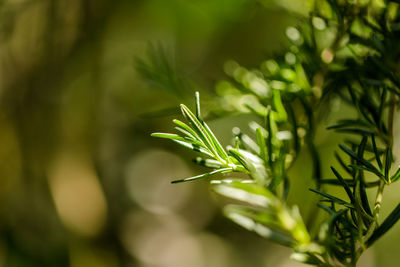 Close-up of fresh green plant