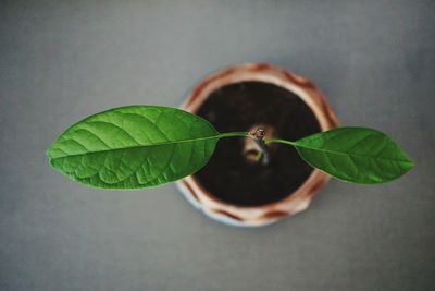 Directly above shot of potted plant on table