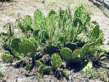 High angle view of succulent plant on field