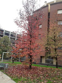 Cherry blossom tree by buildings against sky during autumn