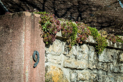 Close-up of flowering plant on wall
