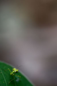 Close-up of plant against blurred background