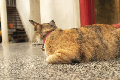 Close-up of a cat resting