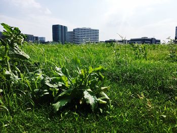 Trees on grassy field