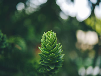 Close-up of fresh green plant