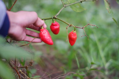 Tengger chili is a large red chili that grows in the highlands of the bromo tengger tribe