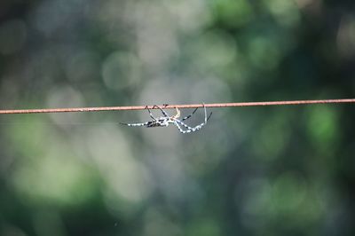 Close-up of spider web on barbed wire against sky