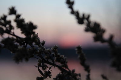 Close-up of flower tree against sky