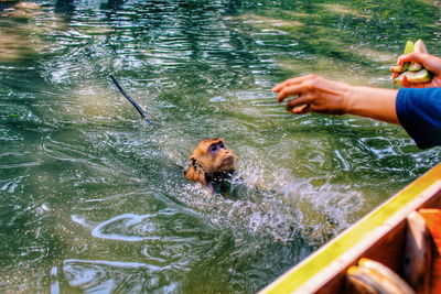 Young woman with dog swimming in water