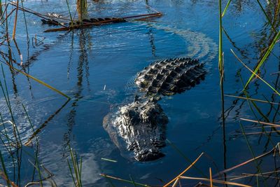 Alligator swimming in lake