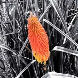 Close-up of red flower