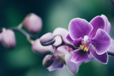 Close-up of purple orchids