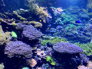 coral reef