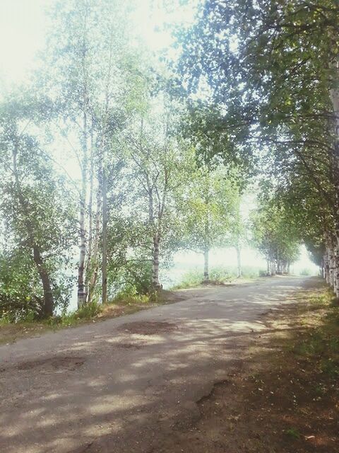 tree, the way forward, road, transportation, diminishing perspective, vanishing point, tranquility, growth, dirt road, nature, treelined, street, tranquil scene, empty road, footpath, empty, country road, day, outdoors, beauty in nature