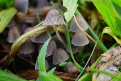 Close-up of mushrooms growing on plant