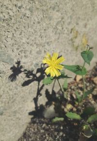 Close-up of yellow flower blooming outdoors