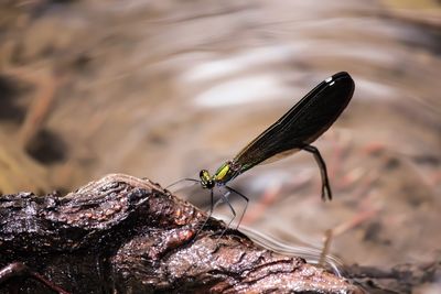 Close-up of butterfly on rock