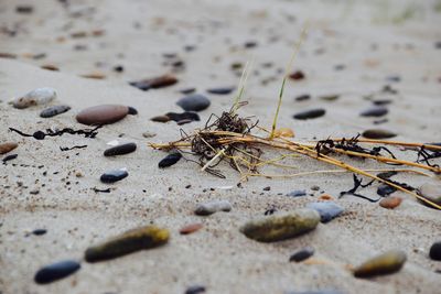 Close-up of insect on sand