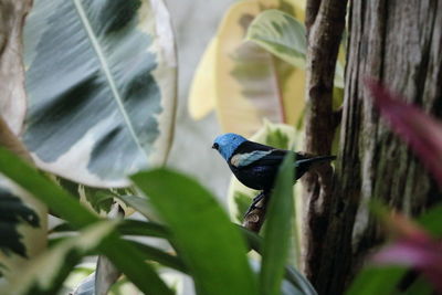 Close-up of bird perching on plant