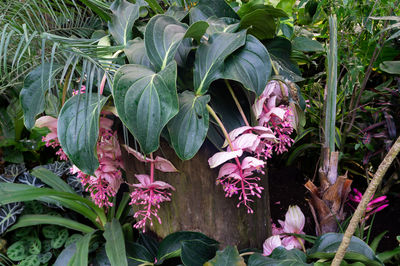 Close-up of pink flowering plant