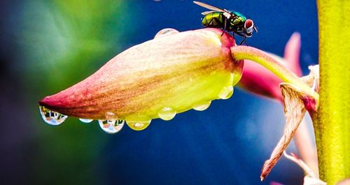 Close-up of insect on yellow flower