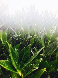 Close-up of wet spider web on plant