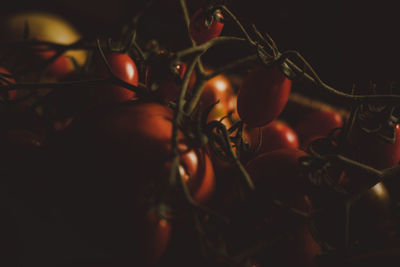 Close-up of illuminated christmas lights